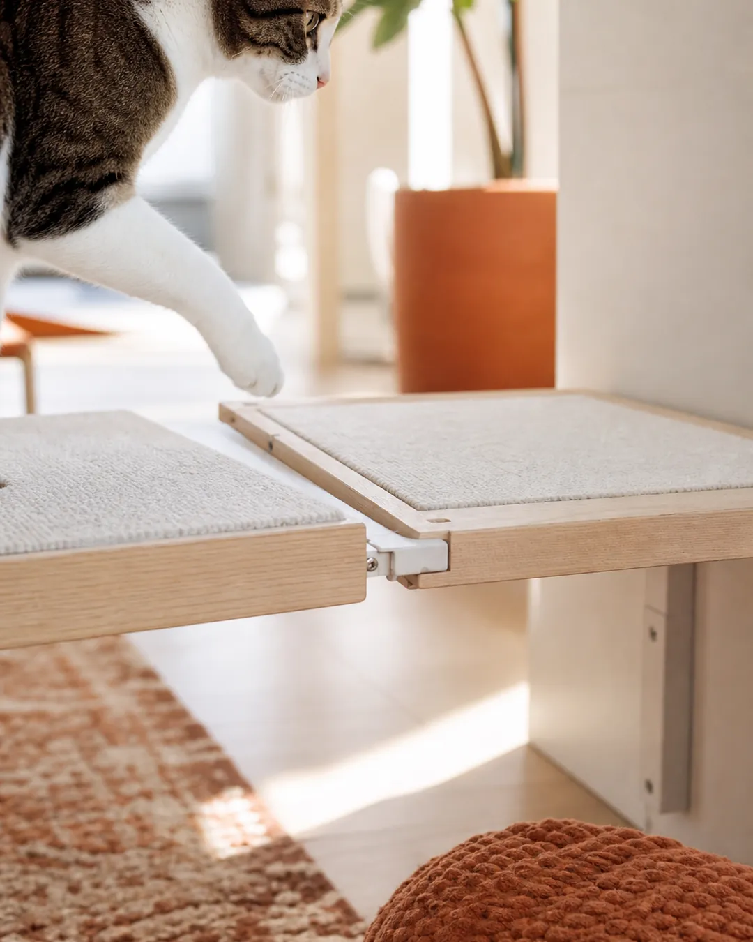 Cat stepping onto a wide wall platform with clear rug-covered floor below