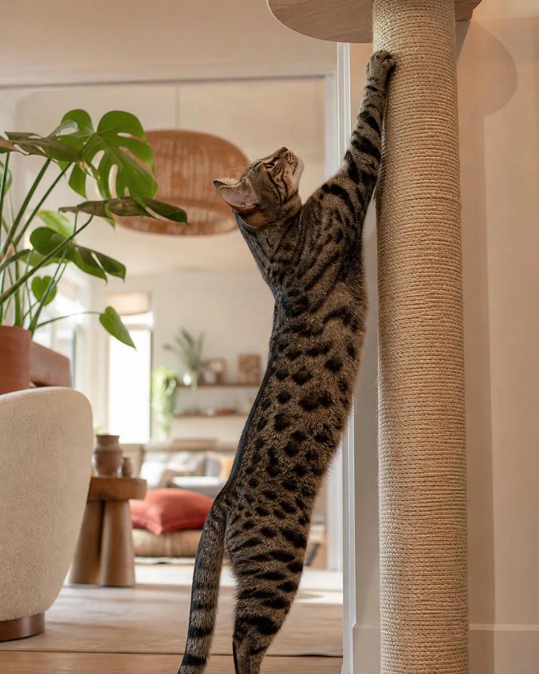 Cat stretched fully upright against a tall sisal post with paws raised