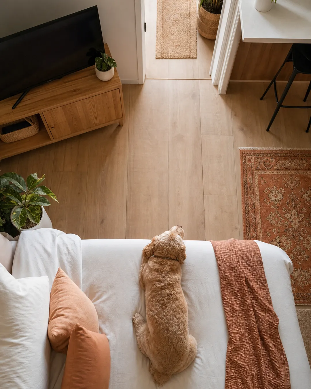 Dog lying in a bed angled toward a doorway, television off to one side
